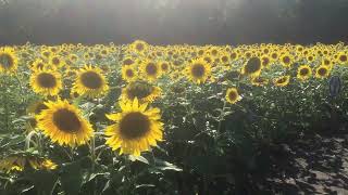 2020-08-17 - Prayers For Maria, Sandusky OH