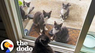 Man Rescues One Stray Cat and Ends Up With 20 More | The Dodo