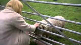 Funny Sheep (HD)