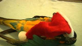 My Parrot May Have Killed Santa