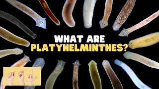 ASL What Are Platyhelminthes?