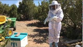Bee Inspection IV