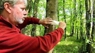 Tree Bark Music - BEECH