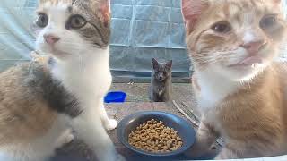 cats  being cute for 12 minutes