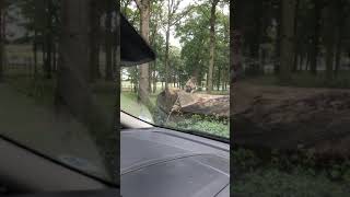 baby monkeys at woburn