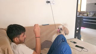 Gracy so exciting #trending #pets #cute #love #viralvideo #shihtzu #puppy #viral #funny