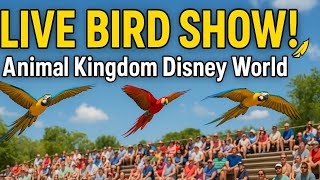 Feathered Friends in Flight – Full Show at Disney’s Animal Kingdom
