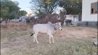 शुद्ध नागौरी बछड़ा