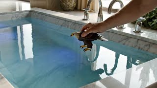 Satisfying Bird ASMR Bath Bomb Fizz 🐦🛁 | Deep Sleep Crackling Water Sounds