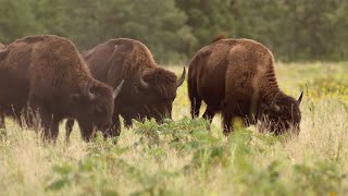 Minnesota seeks to protect vital ecosystems with hungry bison: LiveBIG 2019-20