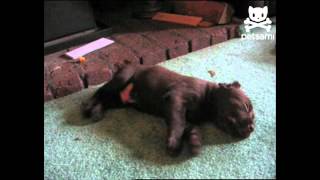 Dreaming dog runs for his life