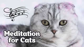 Meditation Music for Cats & Ocean Sounds 🌊🐱 Healing Cat Music for Stress Relief & Deep Relaxation