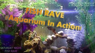 FISH RAVE  #AquariumInAction Minimal / Techno Dance Party relaxing colorful fishtank platy cory cat