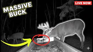 24/7 Deer Cam Captures Rare Buck Mineral Lick Moment