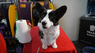 "Liam," The Cardigan Welsh Corgi at the 150th Westminster Kennel Club Dog Show 02/2026