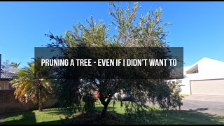 Not How I’d Prune a Bottle Brush… But the Customer Loved It!