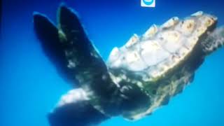 Sea animal