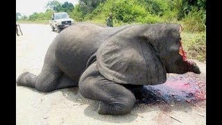 बस और हाथी का भयानक व दर्दनाक accident | Inspired by Videos