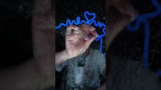 Spiderweb trigger 2025 09 08 17 07 05