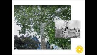 Zoom into Nature: Reforesting the Forest City