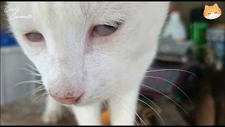 Whitey With His Third Eyelid Showing