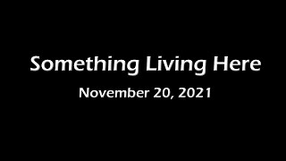 Something Living Here 11.20.2021 Toronto, ON SBD