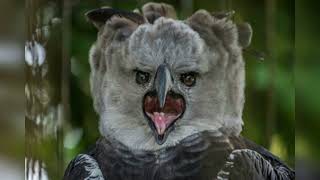 Harpy Eagle