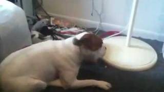 boobie the bulldog vs boots the ferret