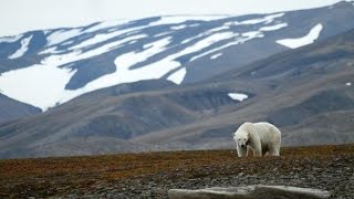 Great White Bear - Shamanic Journey