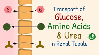 Transport of Glucose, Amino Acids and Urea in Renal Tubule | Transport Maximum, Renal Threshold