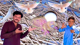 Baby pigeon growth Kabootar ke bachon ka growth episode 2 @muhammadismailpigions786