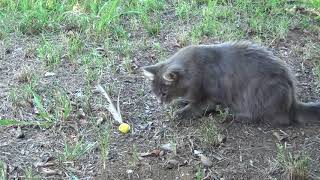 Puck teaches Titania to play with cat toys.