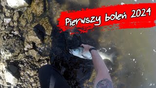 Pierwszy boleń w sezonie 2024.