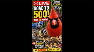 LIVE — Only 29 Away From 500! 👀🐦