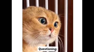 Cat sounds in everywhere @Engineering_Beatz