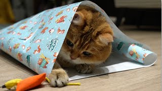 Wrapping a cat in New Year's wrapping paper