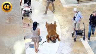 We Love BIG DOGS | Biggest Dog Fails & Funny Clips