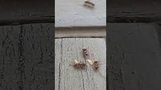 Ants enjoys left overs