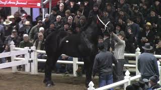 $ RECORD ALERT $ - 3 Percherons break the $200k mark @ Gordyville Mid America draft Horse Sale 