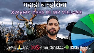 पहाड़ी बारहसिंघा 😯🦌| Swamp Deer In My Village | Stop Cutting Trees🌳In Himachal❌🚫| Bilaspur, Himachal