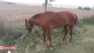 horse🐎🐎 الحصان 🐎🐎At