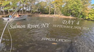 Fly Fishing For Salmon - Day 4 - Salmon River, NY (09/29/2024) - I did not expect this catch!!!