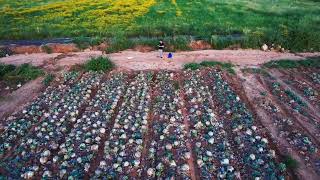 Cabbage fields filming spring of 2025