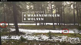 Wolven op de Hoge Veluwe Live Stream | compilatie