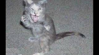 Cat's Party