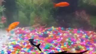 fish tank 🐠🐠🐟 shark | gold fish | kanyakumari