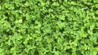 No till and living mulch field lab update: Sept 2020