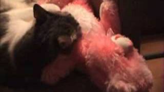 Kitty VS Teddy Bear