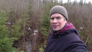 Walking in forest after winter & doing forestry planning