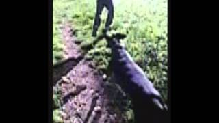 Doberman Teleports